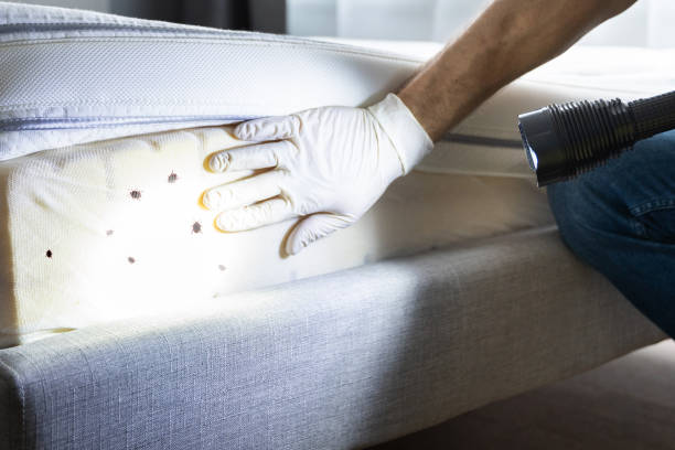 Best Affordable Pest Control Services  in Delmont, PA