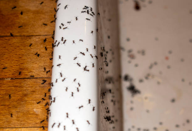 Best Pest Prevention Services  in Delmont, PA