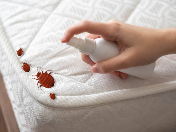 Best Flea Control Services  in Delmont, PA